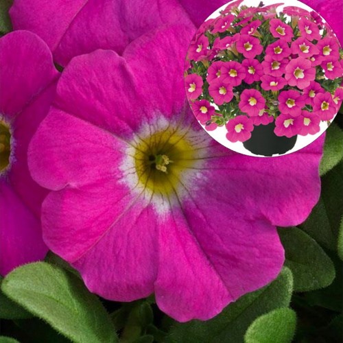 Calibrachoa POCKET 'Pink Ice' - Puispetuunia POCKET 'Pink Ice' P9/0,55L